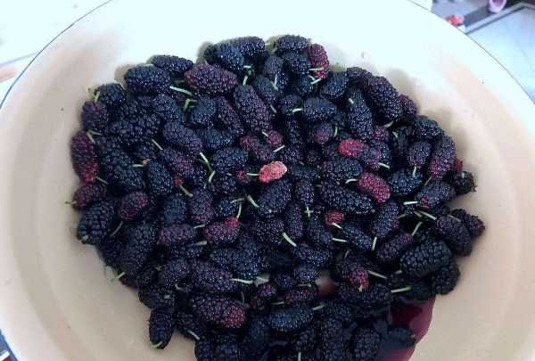 60度白酒泡桑葚保质期,自制桑葚酒的保质期是多久图7