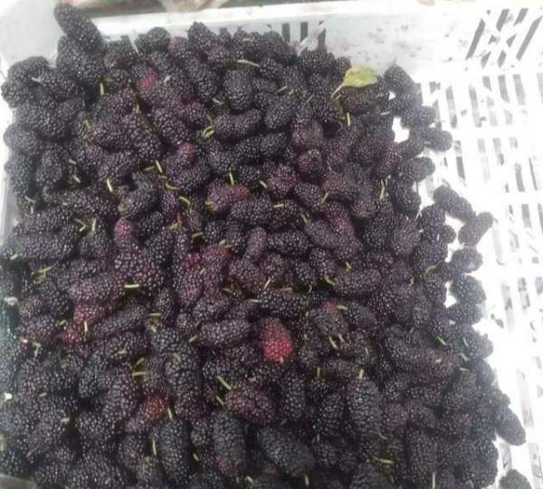 60度白酒泡桑葚保质期,自制桑葚酒的保质期是多久图10