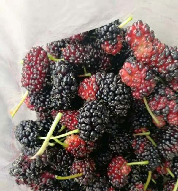 60度白酒泡桑葚保质期,自制桑葚酒的保质期是多久图9