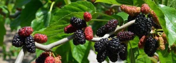 60度白酒泡桑葚保质期,自制桑葚酒的保质期是多久图8