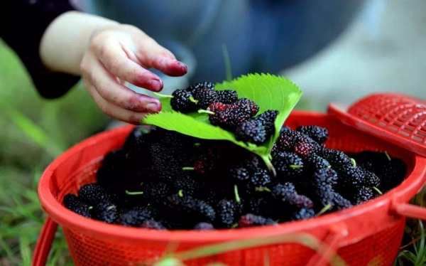 60度白酒泡桑葚保质期,自制桑葚酒的保质期是多久图3