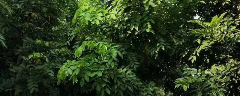 腊肠树的园林用途(腊肠树的果实有什么用途)