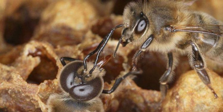 黑蜂寿命有多长