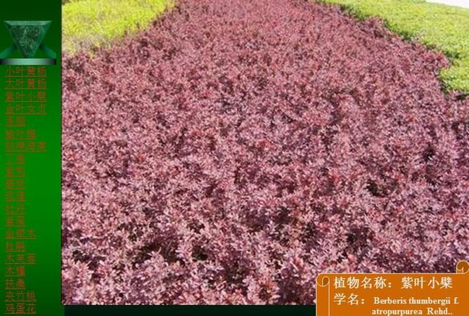 乔木和灌木怎么区分