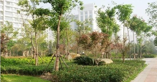 乔木和灌木的区别,灌木和小乔木的区别是什么图3