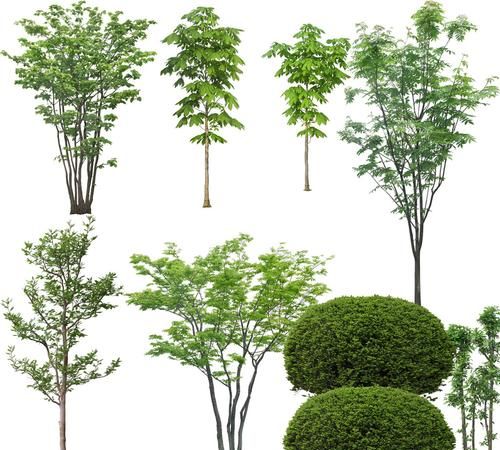 灌木与乔木有什么区别