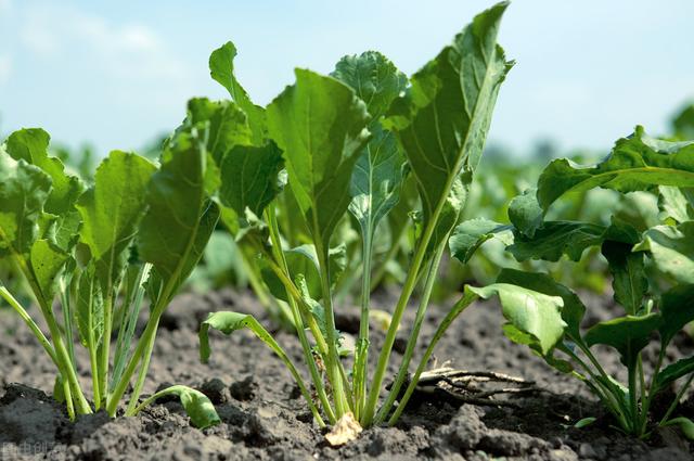 甜菜种植的特点（关于甜菜的栽培）(2)