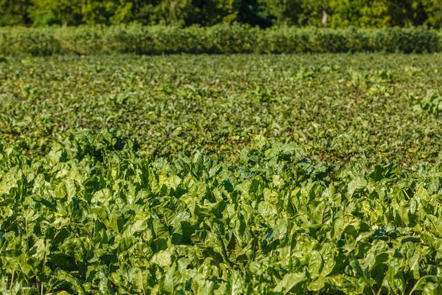 甜菜种植的特点（关于甜菜的栽培）(5)