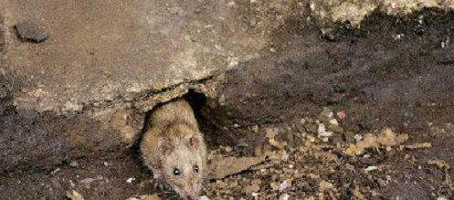 老鼠洞为什么堵不得,家里的老鼠洞为什么不能堵图1