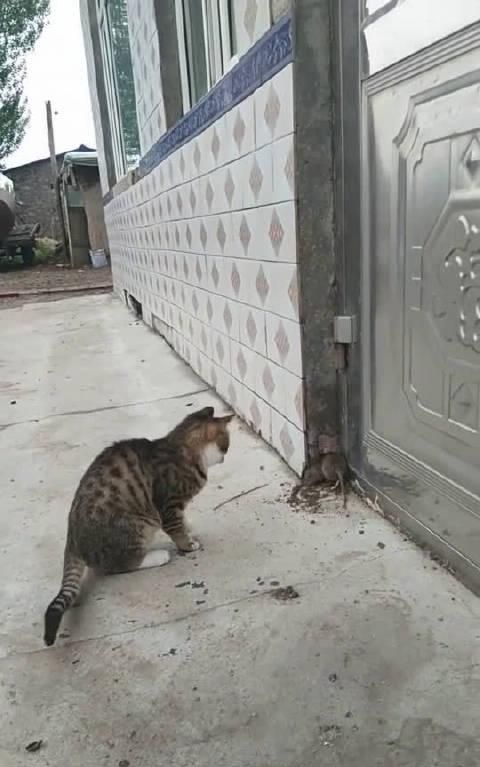 家里的老鼠洞为什么不能堵