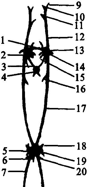终生生活在水中用鳃呼吸的动物是
