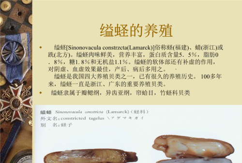 缢蛏的运动器官和呼吸器官