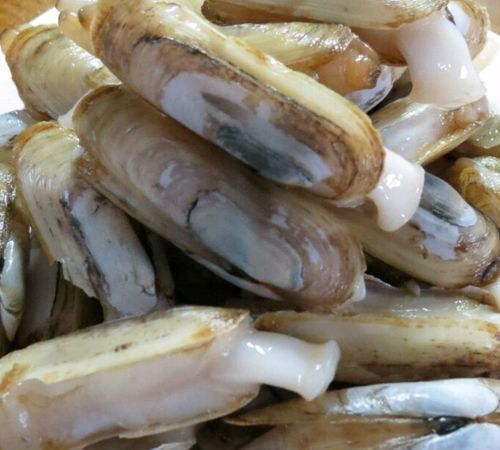 缢蛏的呼吸器官是 A．鳃 B．贝壳 C．足 D．外套膜