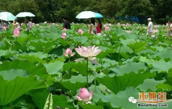 深圳不收费的公园哪里好玩（深圳八大免费又好玩儿的公园）(8)