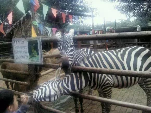 深圳东湖公园好玩吗值得去吗（去过深圳东湖公园）(6)