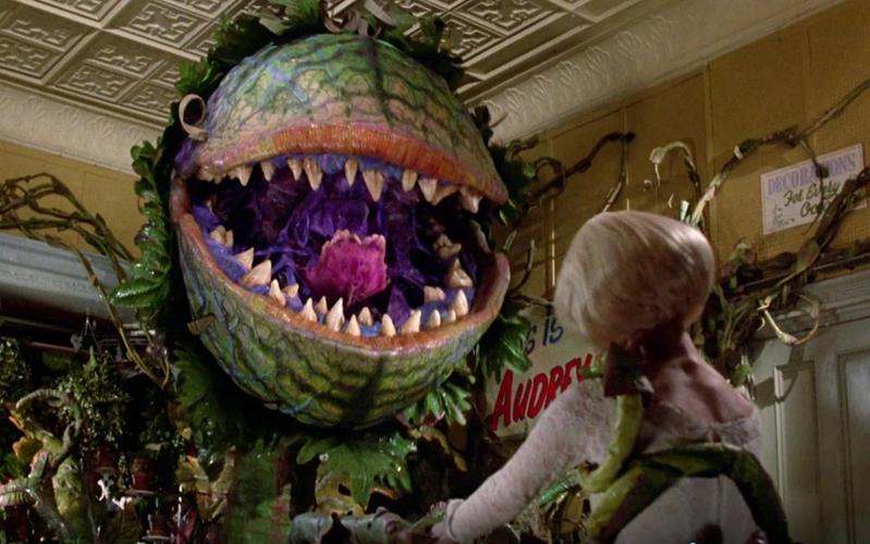 食人花养殖方法（怎么养食人花）