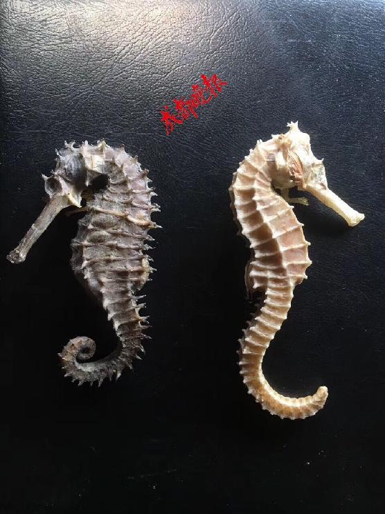 动物解剖时做的准备（大学生3年解剖近百只宠物做标本惹争议）(5)