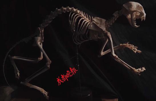 动物解剖时做的准备（大学生3年解剖近百只宠物做标本惹争议）(6)