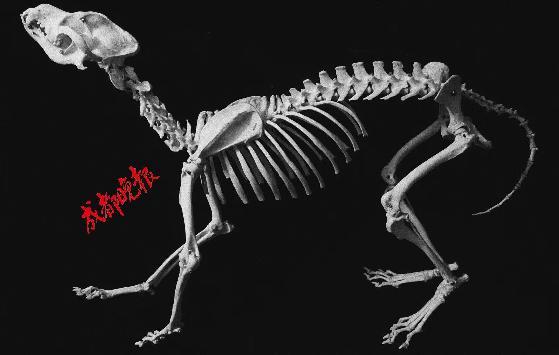 动物解剖时做的准备（大学生3年解剖近百只宠物做标本惹争议）(2)