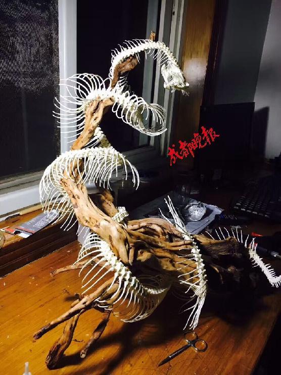 动物解剖时做的准备（大学生3年解剖近百只宠物做标本惹争议）(3)