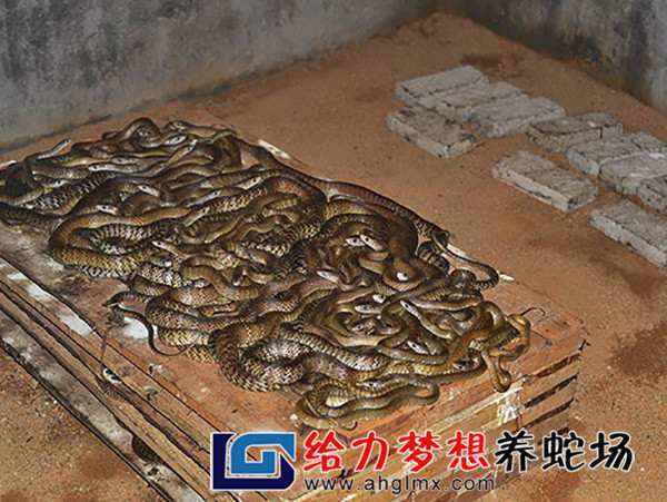 养蛇怎么养(养蛇的方法介绍)