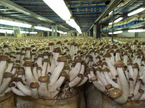 食用菌种植技术