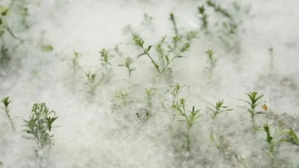 柳絮和杨絮什么时候飘,柳絮什么时候开始飘图1