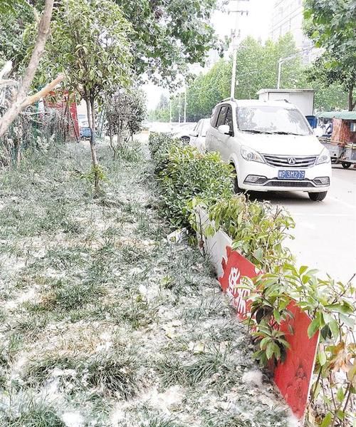 杨絮柳絮几月份开始几月份结束河南