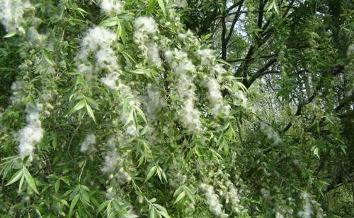 柳絮和杨絮什么时候飘,柳絮什么时候开始飘图4