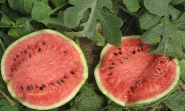 西瓜中间空心裂开能吃,西瓜中间空心裂开发黄能吃吗图4