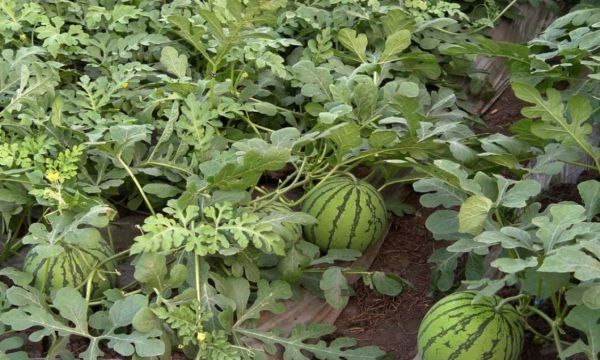 西瓜中间空心裂开能吃,西瓜中间空心裂开发黄能吃吗图3