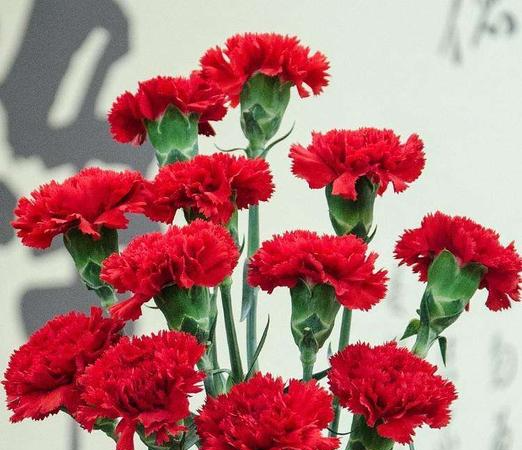 粉色康乃馨的花语,不同颜色的康乃馨的花语是什么图5