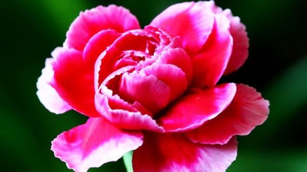 粉色康乃馨的花语,不同颜色的康乃馨的花语是什么图4