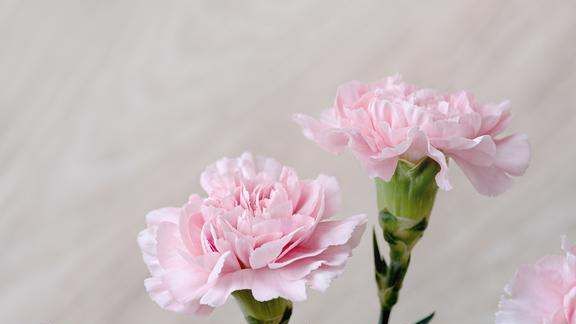 粉色康乃馨的花语,不同颜色的康乃馨的花语是什么图3