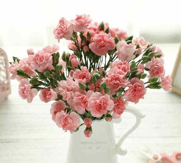 粉色康乃馨的花语,不同颜色的康乃馨的花语是什么图1