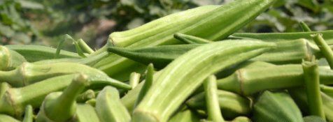 秋葵蒸黄了还有营养,黄秋葵胶囊效果如何图3