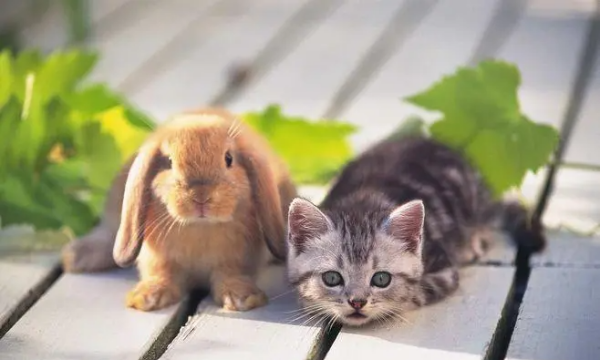 动物分类一年级下册,动物分类有哪些门图1