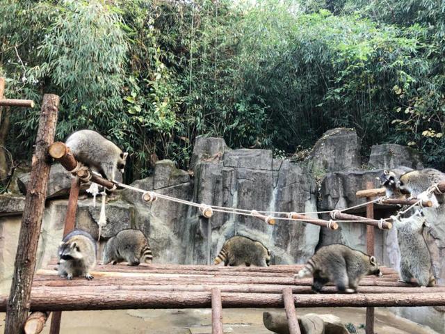 杭州野生动物园游玩攻略图（杭州亲子游推荐）(9)