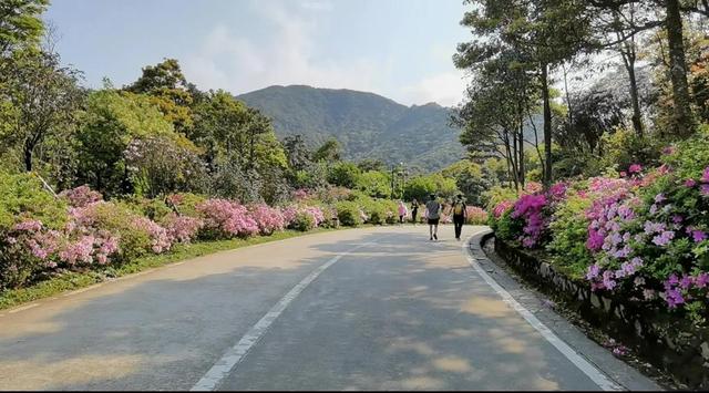 深圳梧桐山登山路线详细攻略（深圳梧桐山登山路线详细攻略）(4)