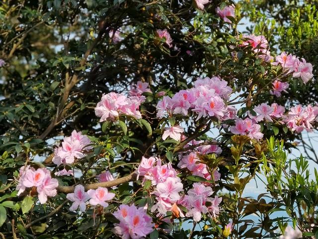 深圳梧桐山登山路线详细攻略（深圳梧桐山登山路线详细攻略）(5)