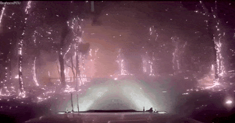 澳大利亚有千万只蝙蝠是怎么来的 70万蝙蝠涌入澳洲(6)