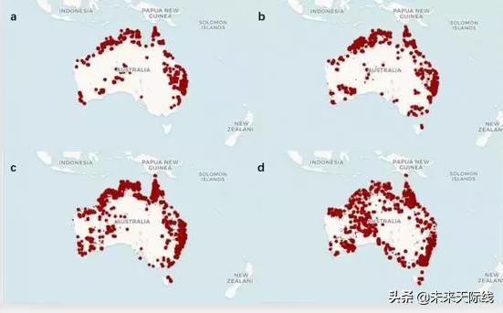 澳大利亚有千万只蝙蝠是怎么来的 70万蝙蝠涌入澳洲(2)