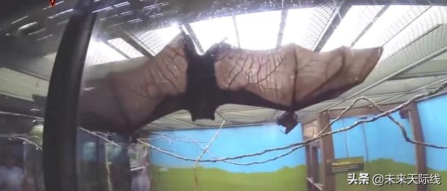 澳大利亚有千万只蝙蝠是怎么来的 70万蝙蝠涌入澳洲(8)