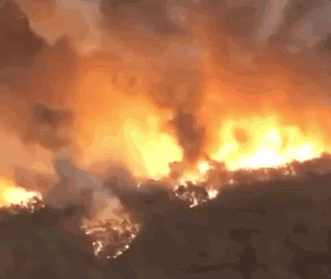 澳大利亚有千万只蝙蝠是怎么来的 70万蝙蝠涌入澳洲(3)