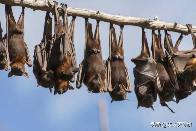 澳大利亚有千万只蝙蝠是怎么来的 70万蝙蝠涌入澳洲(10)