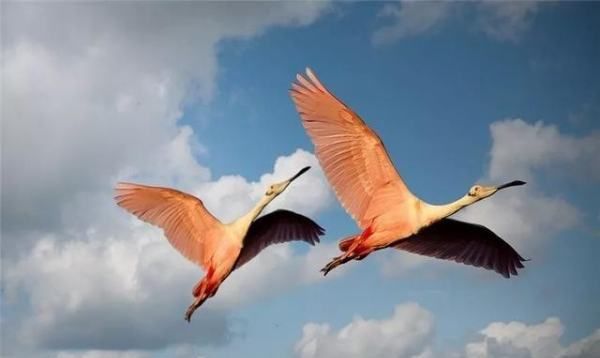 cx330代表单身,cx330对应情侣网名是什么图4