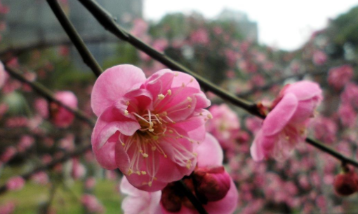 陌上花开什么意思,女人说陌上花开比喻什么意思图4