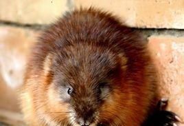 青根貂和水貂的区别哪个贵