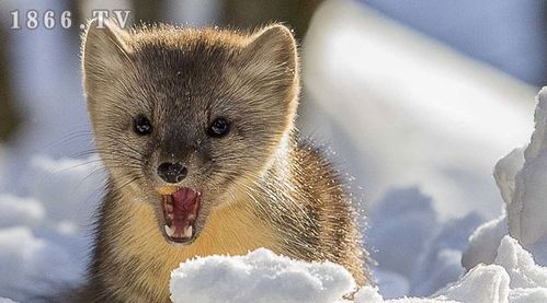 青根貂和獭兔毛哪个更保暖