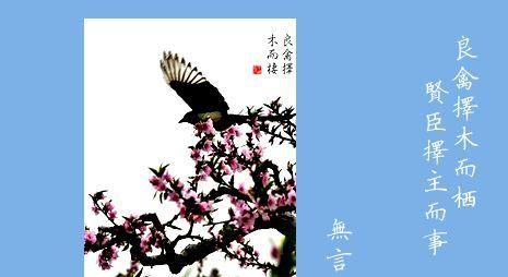 鸟择良木而栖的前一句是什么